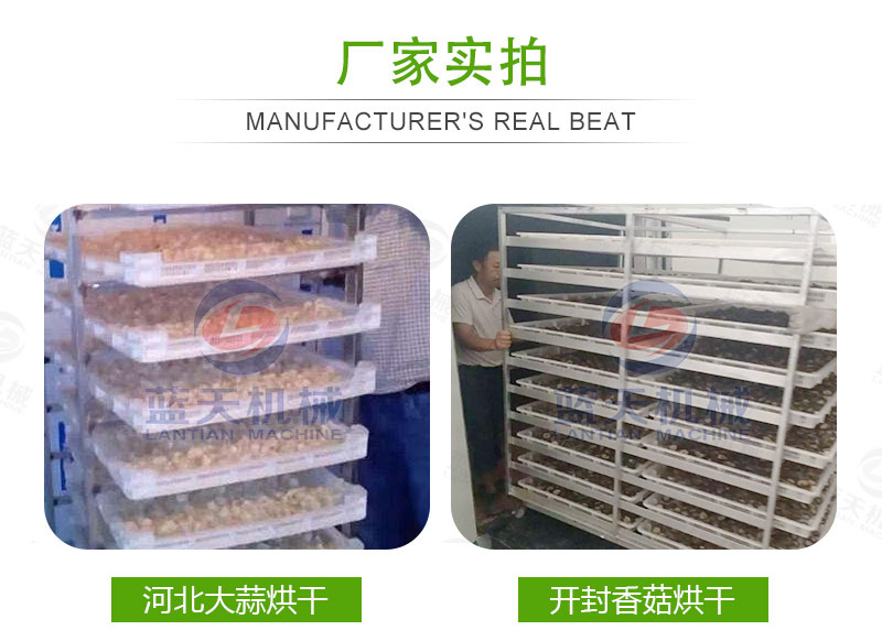 大蒜片網(wǎng)帶烘干機(jī)廠家實拍