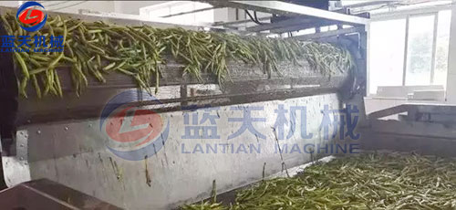 山西黃花菜網帶烘干機客戶現場